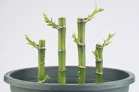 How To Grow And Care For Lucky Bamboo