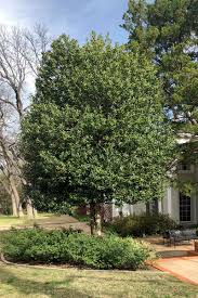 The best small garden trees. Best Small Shade Trees Neil Sperry S Gardens