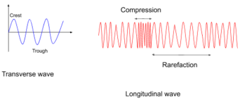 A material wave is transverse if the displacement from equilibrium is perpendicular to the direction the wave is traveling. State Whether True Or False Sound Waves Are Transverse Class 9 Physics Cbse