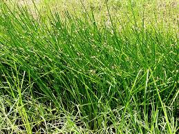 Image result for Schoenoplectiella mucronata