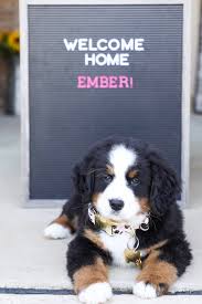 Check spelling or type a new query. Our New Bernese Mountain Dog Puppy Ember Ashleykatephoto Com