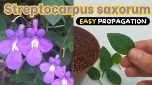 Image result for Streptocarpus myoporoides