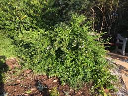 Image result for Jasminum multipartitum