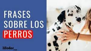 We did not find results for: 50 Bonitas Frases Sobre Los Perros Carinosas Y Divertidas Youtube
