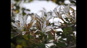 Image result for Bauhinia bowkeri