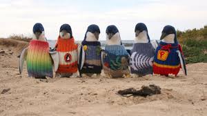 All things to do in betty's bay. Check Out These Tiny Penguin Sweaters Abc News