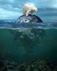 C'est parce que le soleil tape très fort sur la glace que cette dernière fond. Fonte Des Glaces Save Wildlife Polar Bear Animal Activist