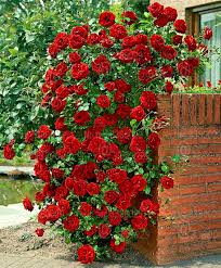 Build a cylindrical cage of wire mesh, chicken wire or flexible plastic foam around your tree rose near the end of autumn. 100pcs Climbing Red Rose Bonsai Very Beautiful Rose Flowers Bonsai Tree Perennial Outdoor Potted Plants For Garden Decoration Buy At The Price Of 0 32 In Aliexpress Com Imall Com