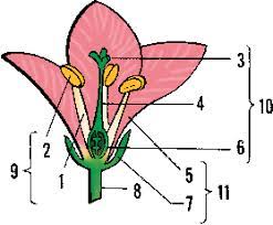 Cross Section Of Flower 1b 1 Filament 2 Anther 3 Stigma 4 Style 5 Petal 6 Ovary 7 Sepal 8 Pedicel 9 Stamen Flower Definitions Flowering Vines Flowers