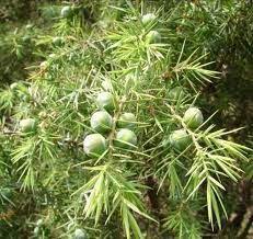 epingle par hafida refa sur recettes de beuter naturelle