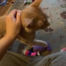 Even my shy cat barry loved his visits! Best Cat Sitter Near Me March 2021 Find Nearby Cat Sitter Reviews Yelp