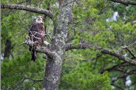 So I tried the super focus beta option