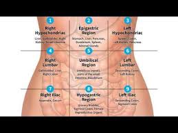 The human abdomen is divided into quadrants and regions by anatomists and physicians for the purposes of study, diagnosis, and treatment. Video Abdominopelvic Quadrants And Regions