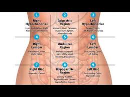 The human abdomen is divided into quadrants and regions by anatomists and physicians for the purposes of study, diagnosis, and treatment. Video Abdominopelvic Quadrants And Regions