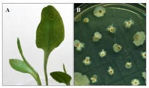 Image result for Ophioglossum reticulatum