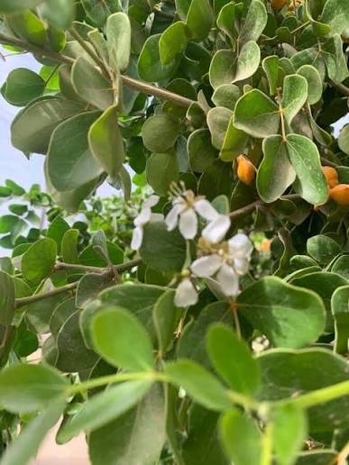 How To Grow Guaiacum officinale | EarthOne