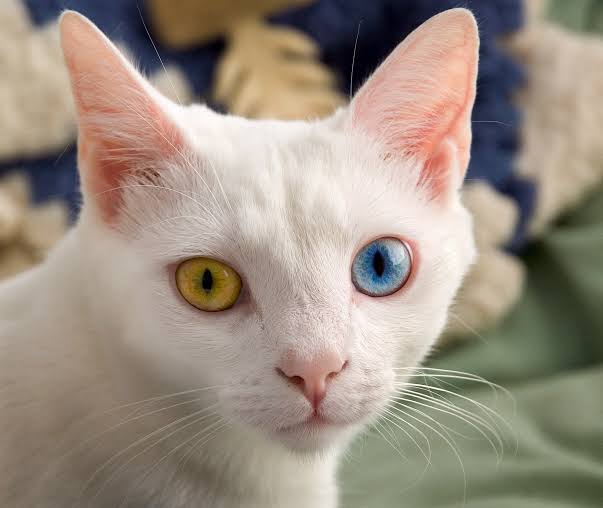 Mga resulta ng larawan para sa Cat Eyes with Heterochromia"