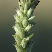 Image result for Buchnera affinis