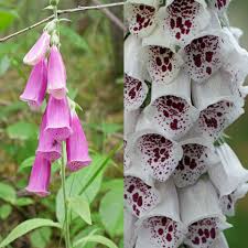 Image result for Digitalis purpurea alba/ red spots