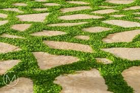 Mersad Donko Photography Take A Peak In Our Garden Ground Cover Seeds Ground Cover Plants Perennial Ground Cover
