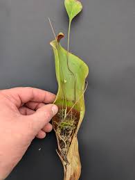 Image result for Humularia