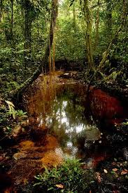 Sapo National Park National Parks Scenery Photography West Africa