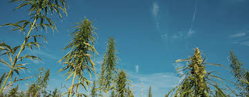 Joint doctor lowryder is based in canada and has a product line containing over 9 different types of marijuana seeds and strains. Lowryder Die Erste Wahre Autoflowering Cannabissorte Rqs Blog