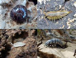 Woodlouse Wikiwand