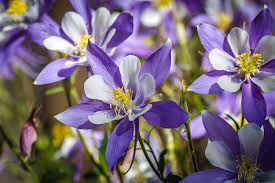 Though the aquilegia coerulea is officially colorado's state flower today, lawmakers in 1899 were vague in. Colorado State Flower Blue Columbines Photograph By Teri Virbickis