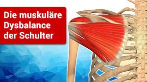 Die Muskulare Dysbalance Der Schulter Erklart Von Schulterhilfe De