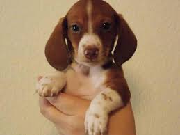 Chocolate based red dapple dachshund. Beautiful Akc Piebald Miniature Dachshunds For Sale In Big Spring Texas Classified Americanlisted Com