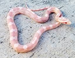 Black And White Corn Snake For Sale Coral Snow Corn Snake For Sale Pantherophis Guttata Only Males Corn Snakes For Sale Corn Snake Snakes For Sale