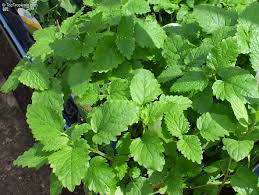 Image result for Melissa officinalis