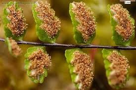 Image result for Trichomanes