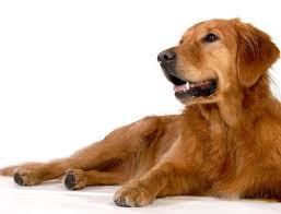 Image result for Metaldehyde Poisoning