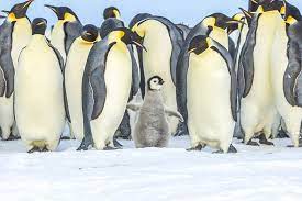 Palmieri nets pair, powers isles past pens in ot. How Tourists Could Be Making Antarctica S Penguins Sick Lonely Planet
