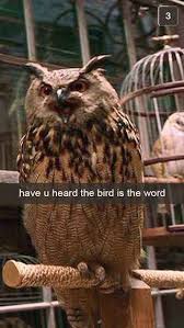 Bird Bird Bird Bird Is The Word Peter Griffin 28 Snapchats From Harry Potter With Images Harry Potter Harry Potter Funny Harry Potter Obsession