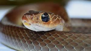 This member of the leptotyphlopidae family is found on the caribbean island of barbados. 10 Smallest Cutest Snake Breeds You Can Have As A Pet With Pictures Exopetguides