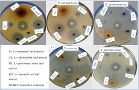 Image result for Polygala sadebeckiana