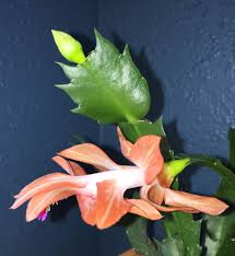 Maybe you would like to learn more about one of these? Peach Color