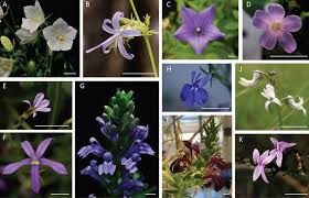 Image result for Campanulaceae