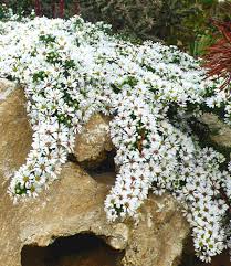 Winterharter Bodendecker Steinaster Snowflurry 1 Pflanze Aster Ericoides Amazon De Garten Garten Pflanzen Bodendecker Polsterstauden