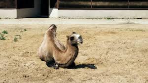 Here is my video about how to get a camel with a simpple quest in bdo and what you neade to do for it if you have questions join me on. Lying Camel Stock Video Footage Royalty Free Lying Camel Videos Pond5