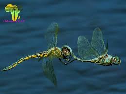 Image result for Xyris natalensis