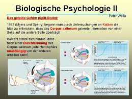 First published in 2002 3 editions. Biologische Psychologie Ii Peter Walla Kapitel 16 Lateralisierung