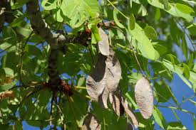 Image result for Burkea africana