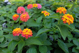 Image result for Lantana moldenkei
