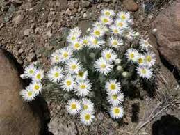 Image result for Aster chimanimaniensis