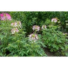 Image result for Cleome densifolia