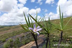 Image result for Xerophyta pauciramosa